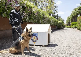 ASOMOVIT SÉCU - Accompagnés de chiens